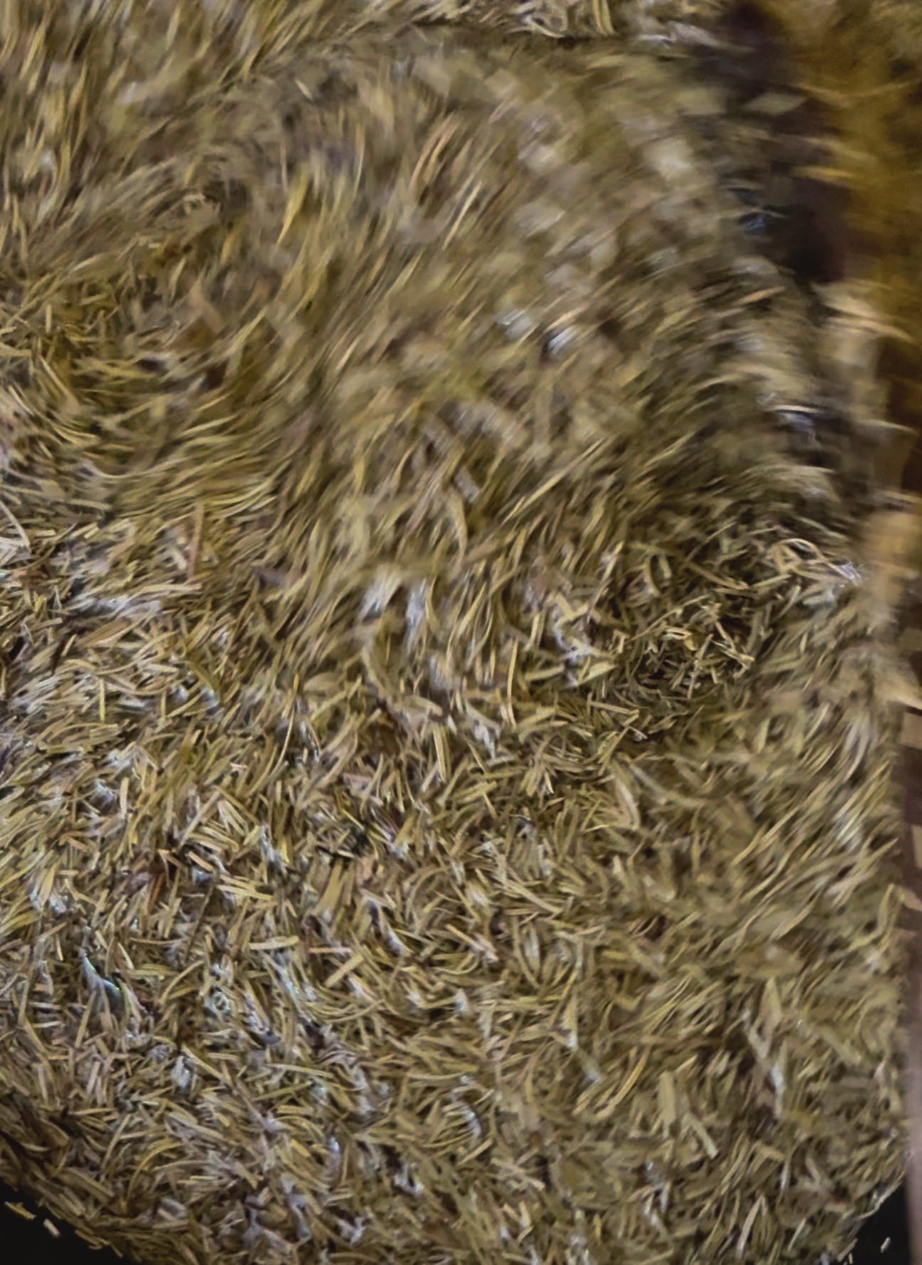 Rosemary Oil